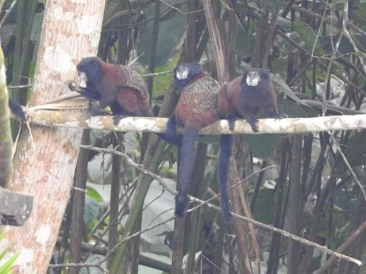 Misahualli Laguna Paikawe B&B Quarto foto